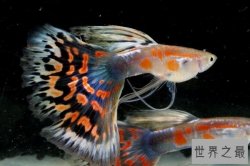 世界十大最美观赏鱼排行榜：第一孔雀鱼，第三已有1700多年