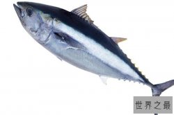 世界十大最名贵海鱼，金枪鱼高居榜首，第三是中国特有鱼类