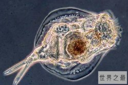 十大生命力最强的动物，灯塔水母上榜，第三可在外太空生存