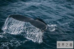 世界十大巨型动物，鲸鱼上榜多种，第一体重可超180吨