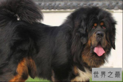 世界上最凶的狗排名榜 牛头梗仅第九,第一在我国境内