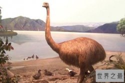 有望“复活”的十大灭绝古兽排行榜 恐鸟第一，剑齿虎上榜