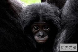 世界十大“性开放”的野生动物 狮子上榜 第三享受片刻欢愉