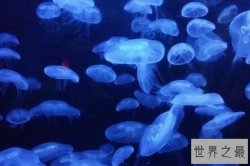 十大会发光动物排行榜 萤火虫上榜，第九是最迷人的海洋生物之一
