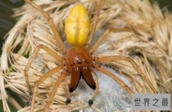 世界十大毒性最强蜘蛛 黑寡妇排第四 第一遇见千万要躲开