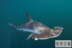 十种长相怪异的鲨鱼排行榜 长尾鲨上榜，第八被称为“海洋中的鳄鱼”