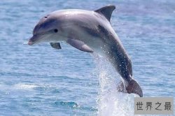 自然界最隐蔽的动物杀手排行榜 海豹上榜，第三外表非常可爱