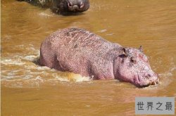 自然界十大惊艳粉色动物排行榜，火烈鸟上榜，第九高智商