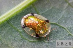 十种迷人的金色动物排行榜 黄金鱼上榜，第一已濒临灭绝