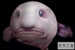 世界10大最丑的动物排行榜 第一丑到离谱第三争议大