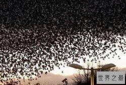 世界十大动物迁徙奇迹 旅鼠可爱 第十可以让白昼暗淡无光