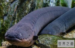 世界五大超能力动物排行 萤火虫上榜，第一被称为“水中高压线”