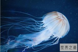 令人恐惧的海洋动物10大“暴君”，第一名的毒液有独一无二的致命性