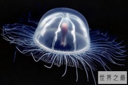 世界10大动物毒王排行榜 澳大利亚分布最多 第一最飘逸