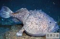 世界十大奇异动物 你都见过几种?