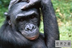 世界上最聪明的动物排行榜 第一不负众望 羊让人万万没想到