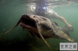 世界十大巨型淡水鱼 中国占了两种 第二种居然有毒