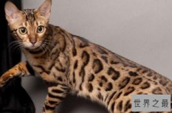 世界十大最名贵猫排行榜 波斯猫上榜，第一价格高达80万人民币