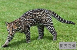 世界10大最凶悍喵星人 豹猫上榜，第九也被称为“黄虎”