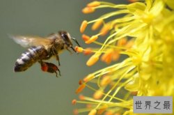 全球10大“活得最累”的动物 蜂鸟上榜，第一很常见