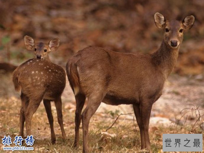 已灭绝的十大可爱动物:白鳍豚西亚虎爪哇虎都已灭绝