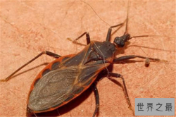 十大吸血昆虫：蜱虫臭虫均上榜 第二常见又讨厌