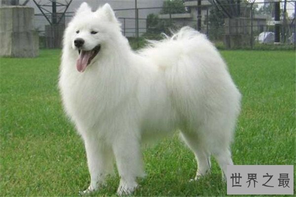 世界十大傻狗排名 哈士奇都没进前三，斗牛犬超凶猛