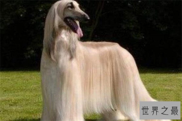 世界十大傻狗排名 哈士奇都没进前三，斗牛犬超凶猛