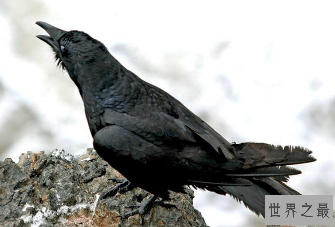 世界上最记仇的五大动物 第一名最可怕，直到死都会记得你