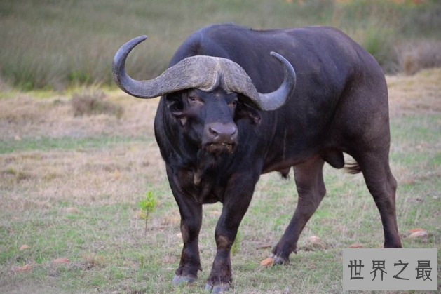 世界上最记仇的五大动物 第一名最可怕，直到死都会记得你