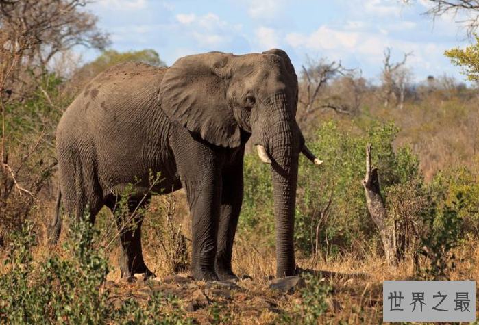 世界上最记仇的五大动物 第一名最可怕，直到死都会记得你