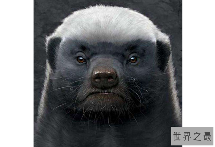 世界上最记仇的五大动物 第一名最可怕，直到死都会记得你