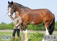 世界十大重型马排名：第7来自中国 第一体重1.8吨