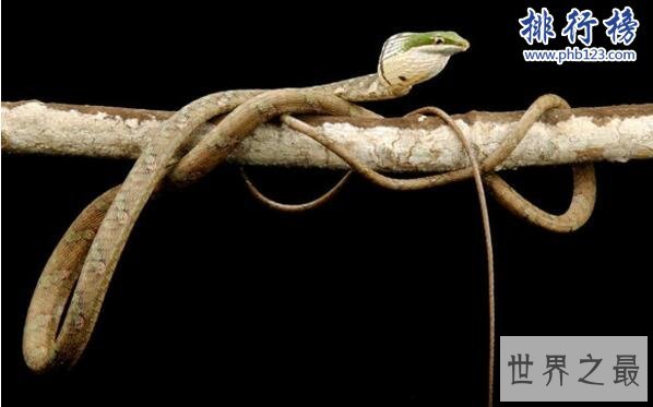 世界十大最毒的动物排行榜 毒性最强的动物盘点