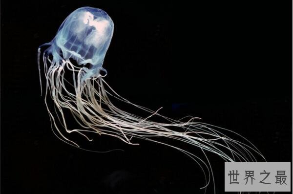 世界十大最毒的动物排行榜 毒性最强的动物盘点