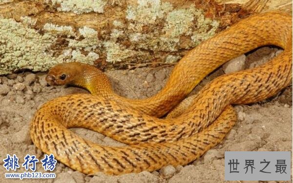 世界十大最毒的动物排行榜 毒性最强的动物盘点