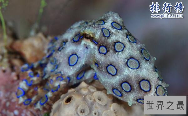 世界十大最毒的动物排行榜 毒性最强的动物盘点