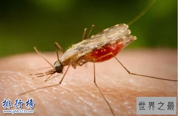 世界十大最毒的动物排行榜 毒性最强的动物盘点