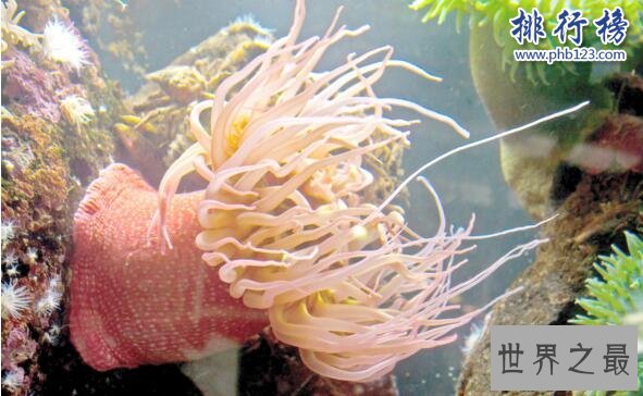 世界十大最毒的动物排行榜 毒性最强的动物盘点