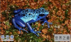 世界十大最毒的动物排行榜:疟蚊第3 第1能毒死两万只老鼠