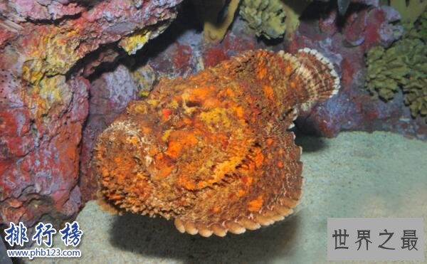 世界十大最毒的动物排行榜 毒性最强的动物盘点