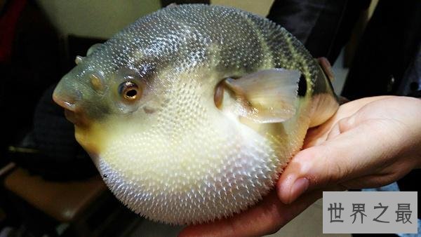 世界十大最毒的动物排行榜 毒性最强的动物盘点