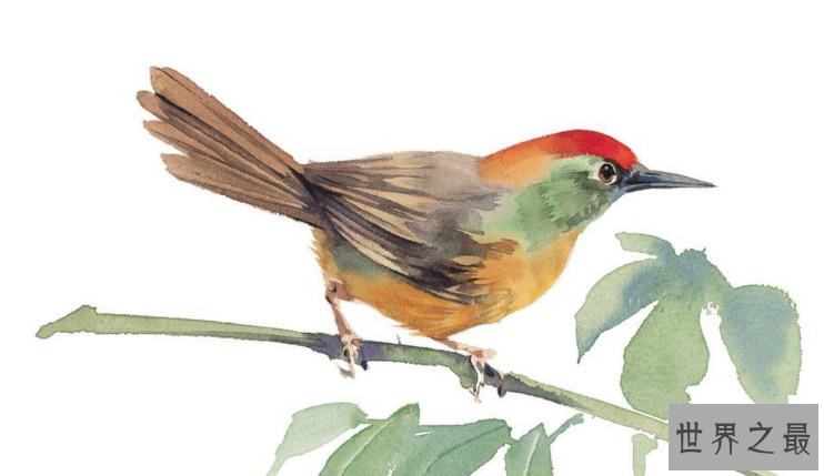 十大最叫声最好听的鸟，金青鸟天生的歌唱家
