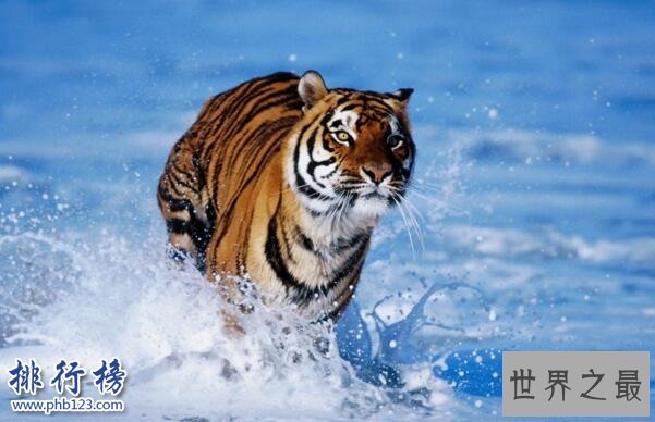 中国十大濒危动物排行榜 中国即将灭绝的动物