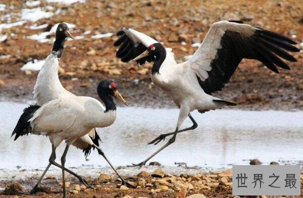 中国十大濒危动物排行榜 中国即将灭绝的动物