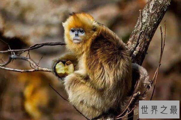 中国十大濒危动物排行榜 中国即将灭绝的动物