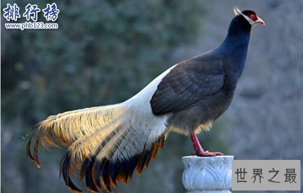 中国十大濒危动物排行榜 中国即将灭绝的动物