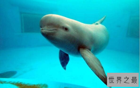 中国十大濒危动物排行榜 中国即将灭绝的动物