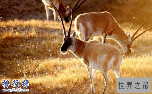 中国十大濒危动物排行榜 中国即将灭绝的动物