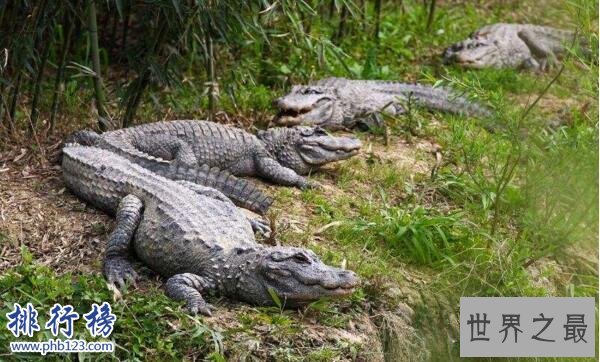 中国十大濒危动物排行榜 中国即将灭绝的动物